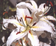 White Lily - Lilium Casablanca - Abriachan Nurseries